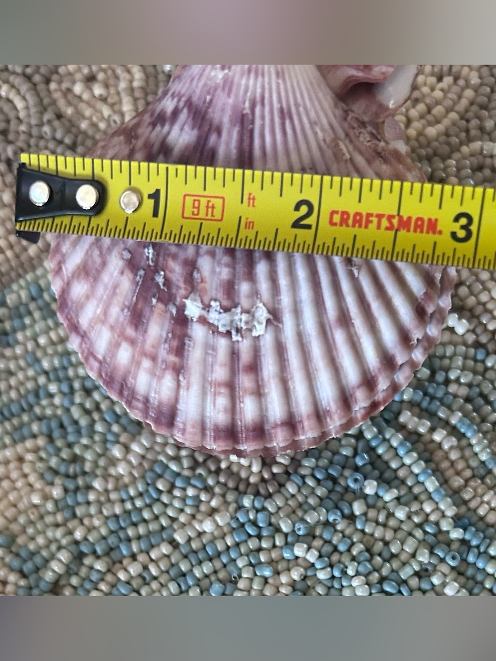 Natural Purple Barnacle Cluster on Scallop Shell - Picture 9 of 9
